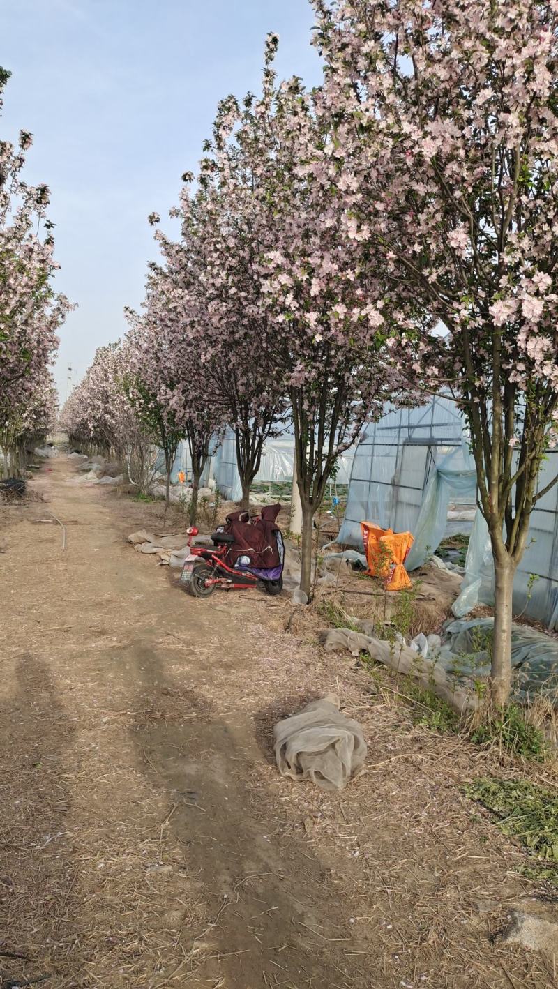 庭院地栽大型高杆海棠树苗西府海棠垂丝海棠花耐寒植物花北美