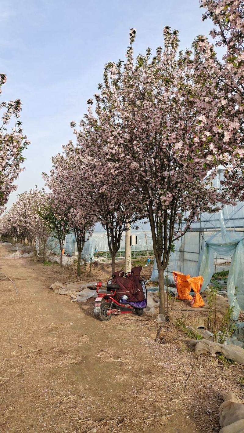 庭院地栽大型高杆海棠树苗西府海棠垂丝海棠花耐寒植物花北美
