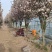 庭院地栽大型高杆海棠树苗西府海棠垂丝海棠花耐寒植物花北美