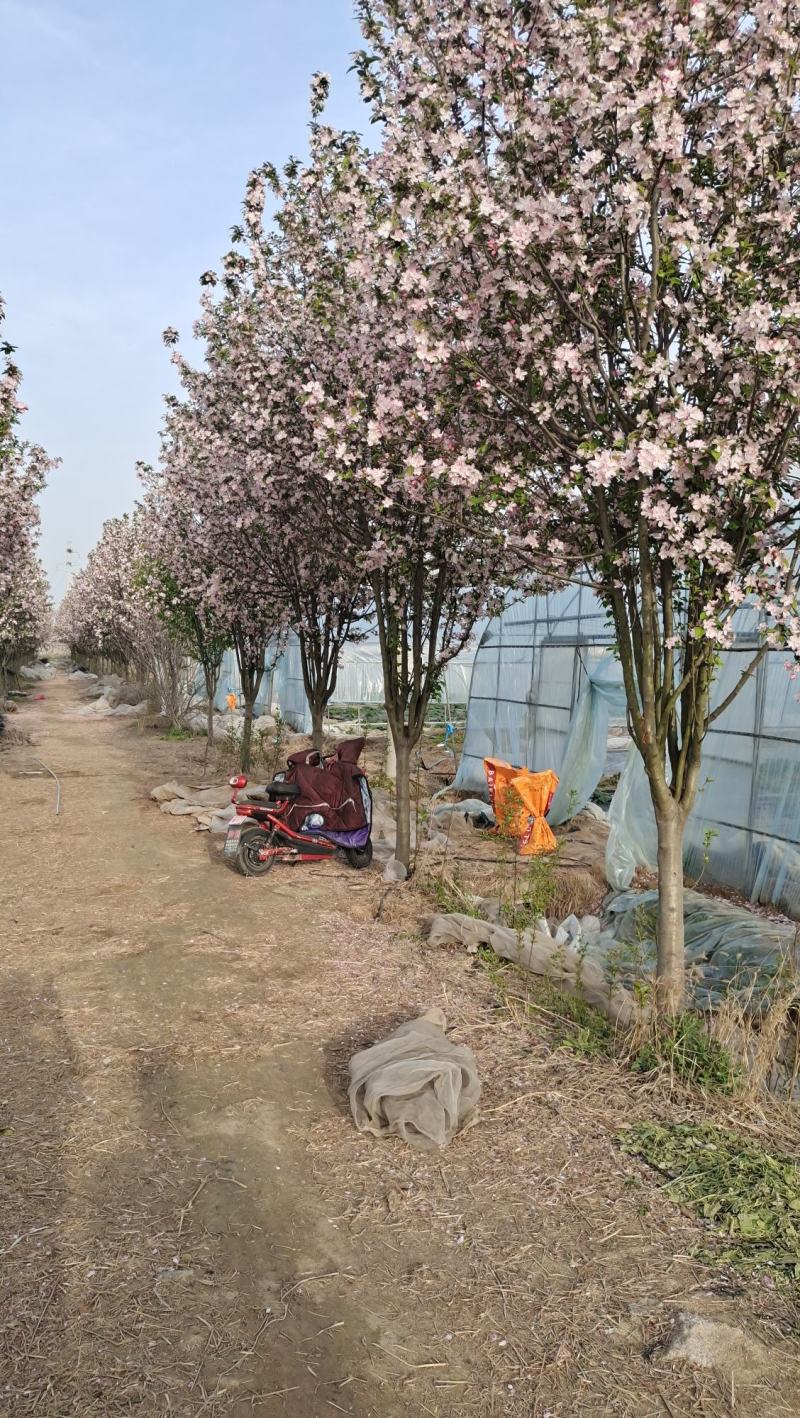 庭院地栽大型高杆海棠树苗西府海棠垂丝海棠花耐寒植物花北美