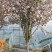 庭院地栽大型高杆海棠树苗西府海棠垂丝海棠花耐寒植物花北美