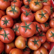 西红柿大量上上，欢迎全国工地老板前定货