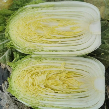 基地直供黄心大白菜可以散装袋装