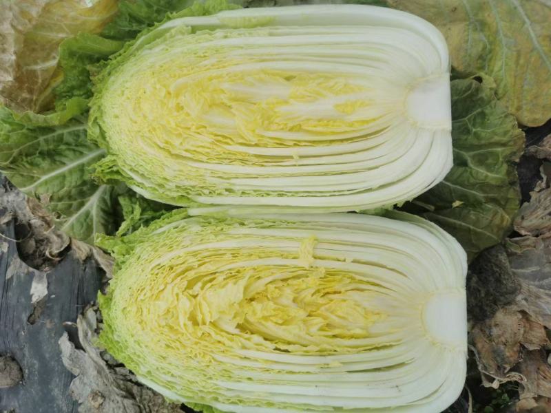 基地直供黄心大白菜可以散装袋装