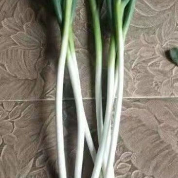 基地直供大葱可毛货可净葱