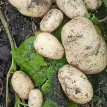 新鲜黄心土豆基地直供可通货可选货