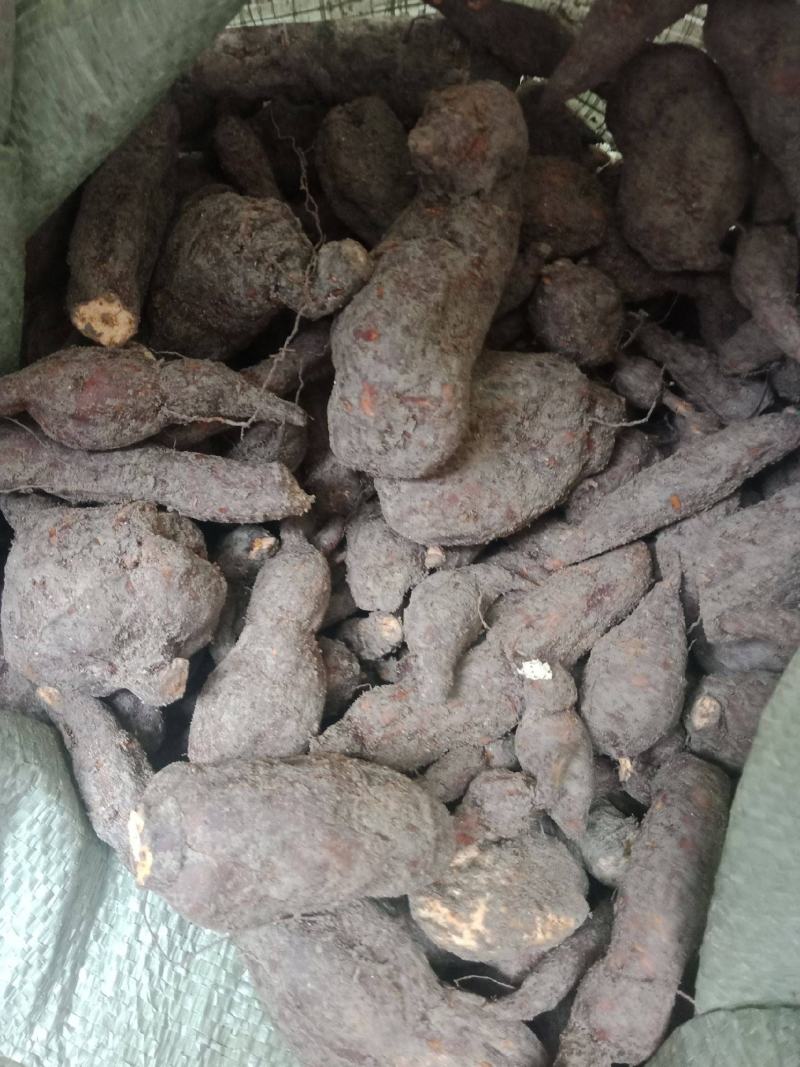 何首乌中药材鲜货常年批发欢迎来电选购或实地看货