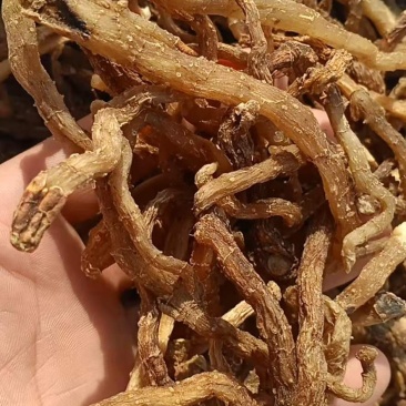 出售中药材玉竹，质量好！可批发，可零售