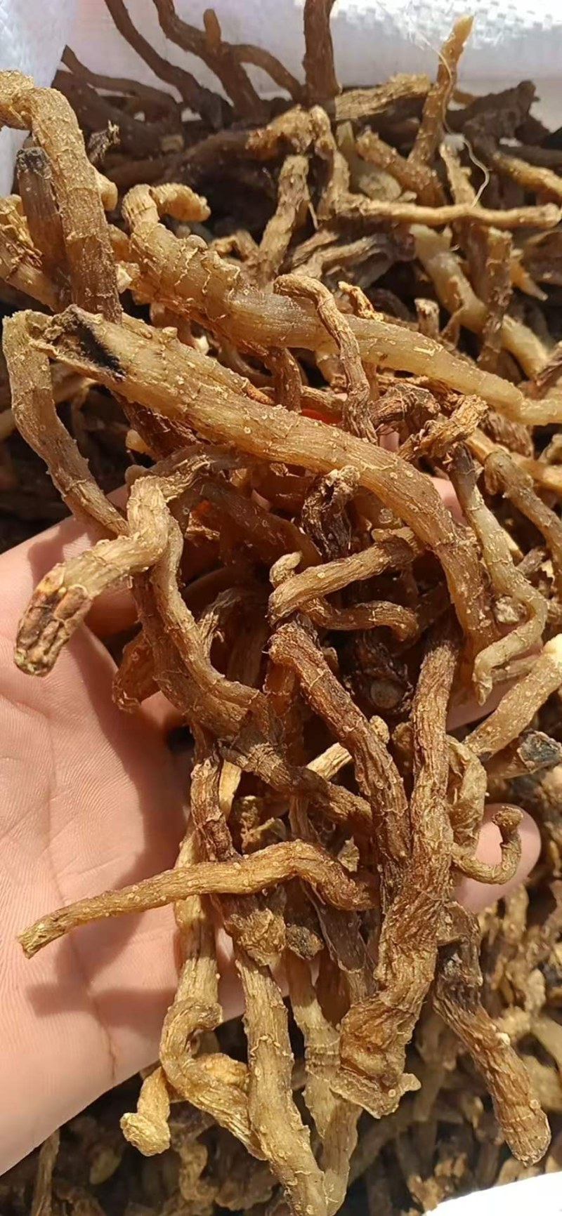 出售中药材玉竹，质量好！可批发，可零售