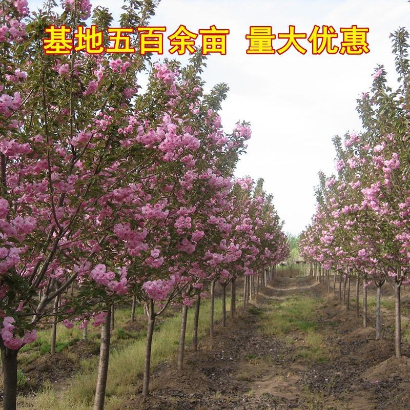 樱花苗日本樱花树苗嫁接早樱晚樱樱花小苗工程绿化苗