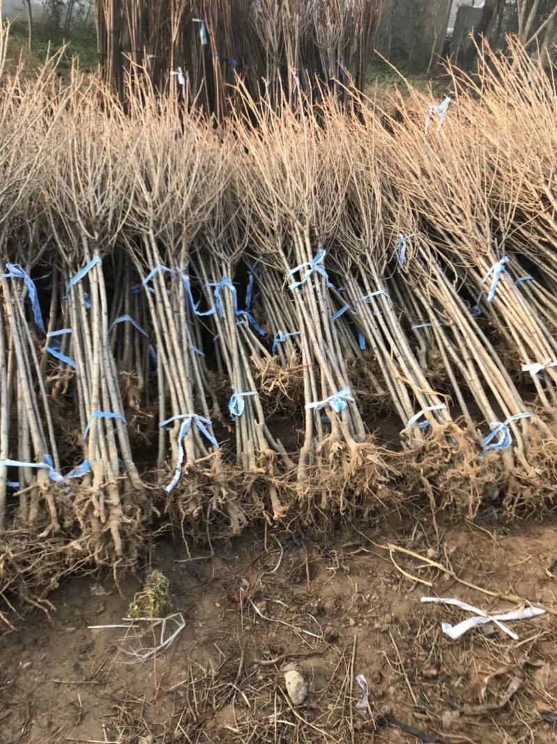 樱花苗日本樱花树苗嫁接早樱晚樱樱花小苗工程绿化苗