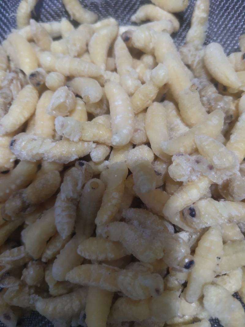 胡蜂马蜂七里王红娘王金环王黄脚王各种蜂蛹