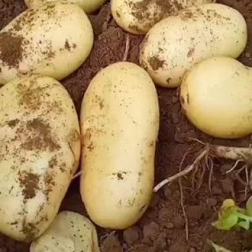 精品新鲜黄心土豆大量预售中，支持各种包装，精品优质货
