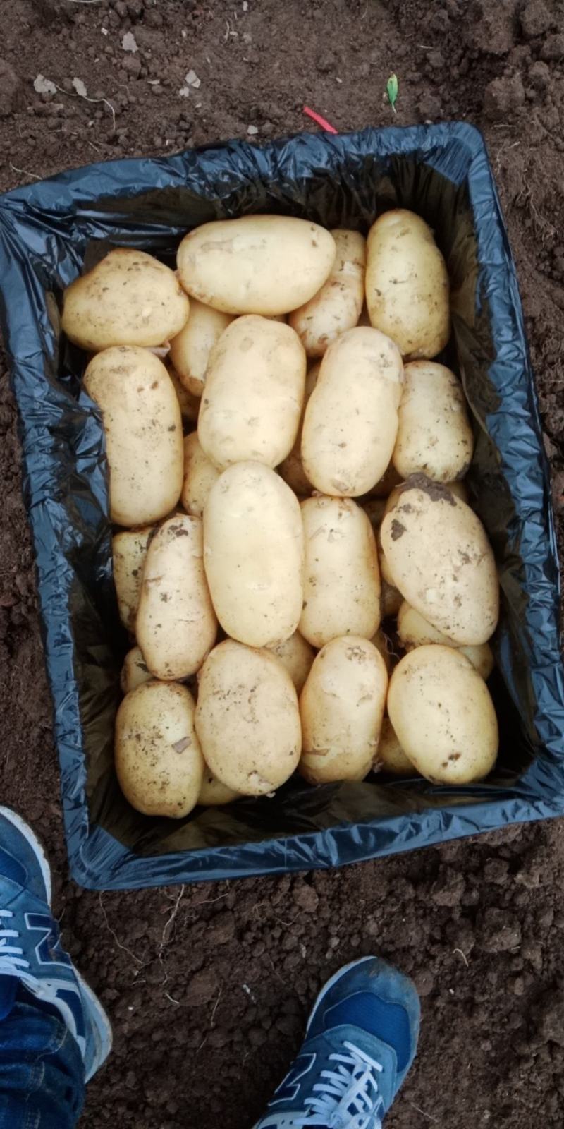 精品新鲜黄心土豆大量预售中，支持各种包装，精品优质货