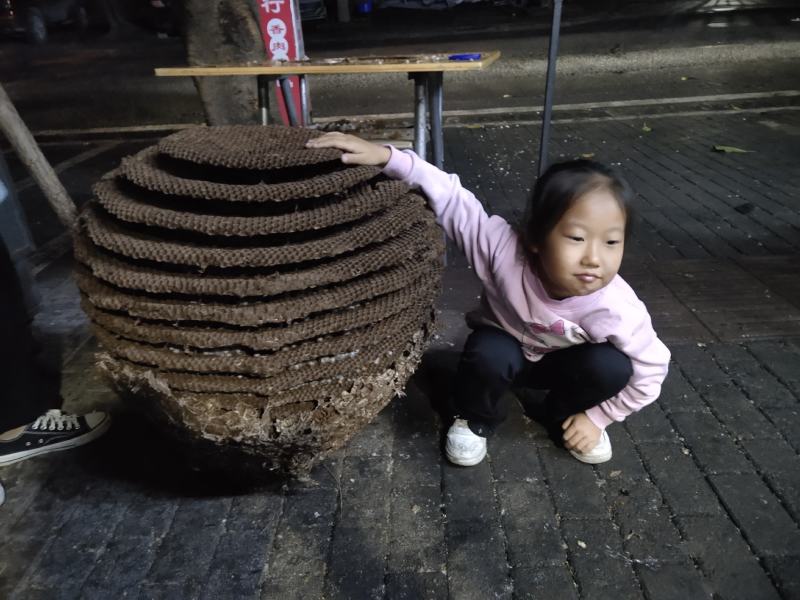 胡蜂马蜂七里王红娘王金环王黄脚王各种蜂蛹