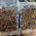 胡蜂马蜂七里王红娘王金环王黄脚王各种蜂蛹