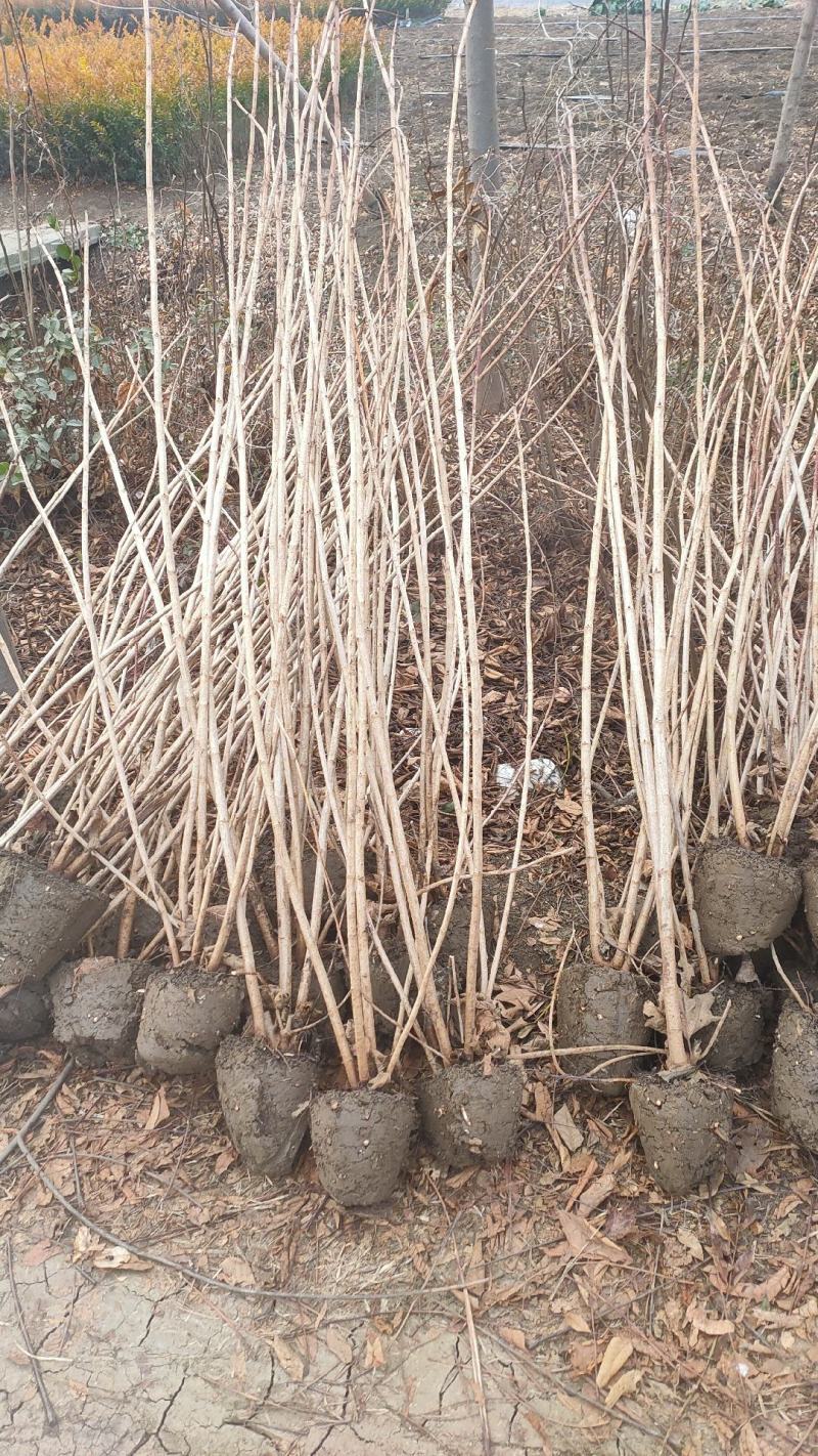 庭院彩叶树种百日红，紫薇，红花紫薇树