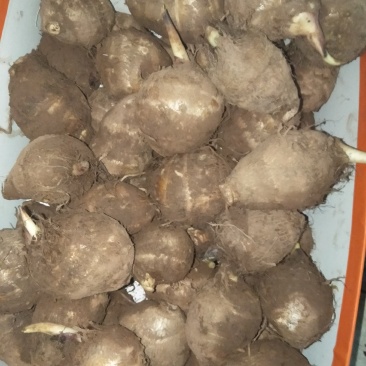 高山芋头，品质优良，