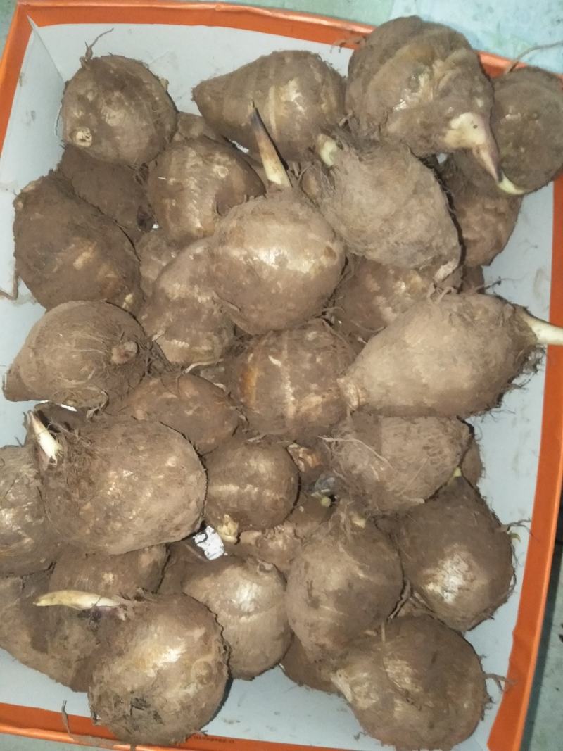 高山芋头，品质优良，