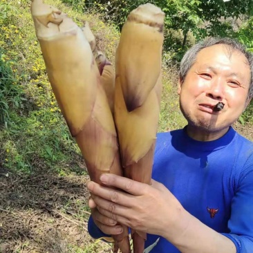 品质苦笋，新鲜，口感清脆