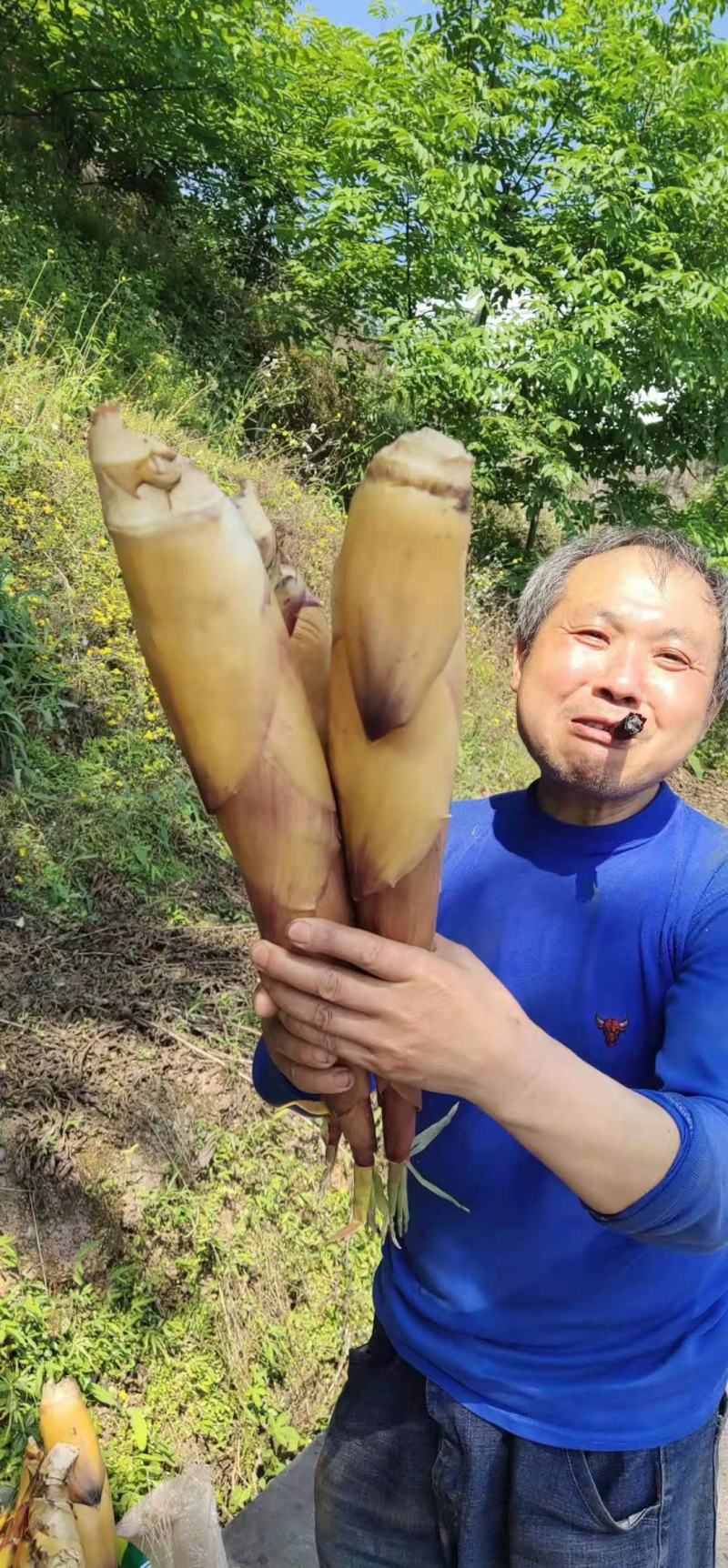 品质苦笋，新鲜，口感清脆