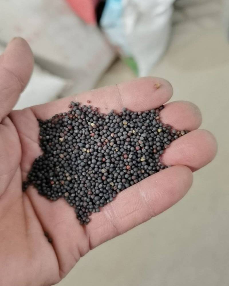 进口彩色油菜花种子花海景观绿化观赏大花彩色油菜花油菜籽耐