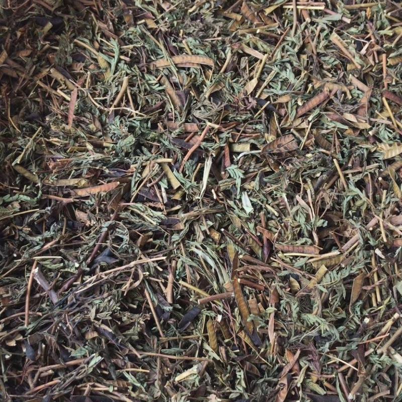 软肝草中药材野生铁甲草益肝草益肝草野生软肝草