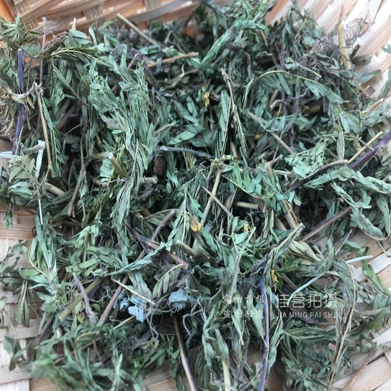 软肝草中药材野生铁甲草益肝草益肝草野生软肝草