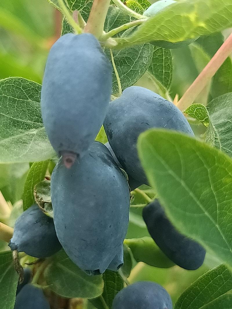现卖大墩子五年生蓝靛果苗，现在开始栽苗今年挂果，产量高。