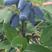 现卖大墩子五年生蓝靛果苗，现在开始栽苗今年挂果，产量高。