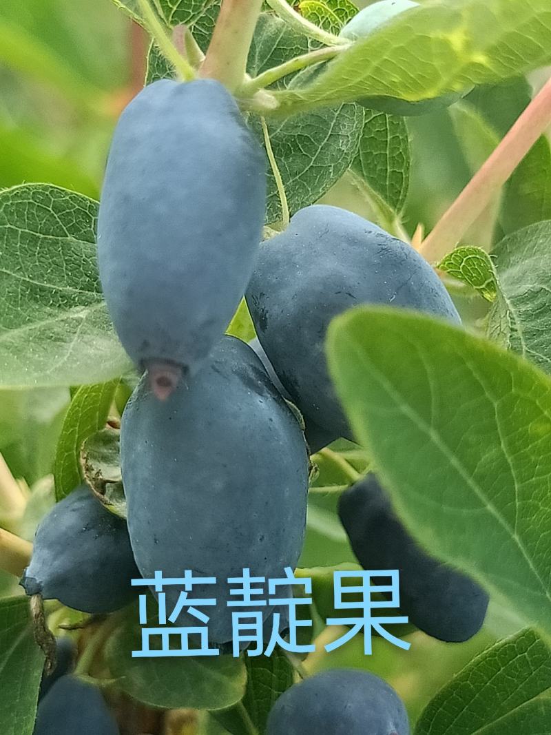 现卖大墩子五年生蓝靛果苗，现在开始栽苗今年挂果，产量高。