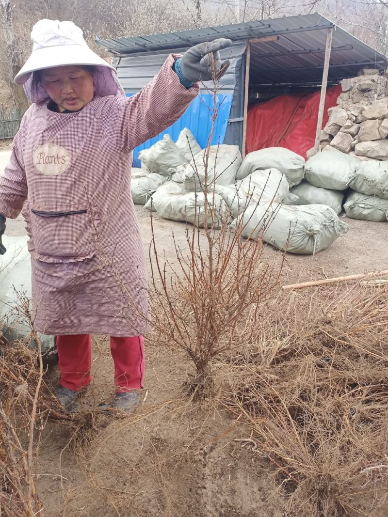 现卖大墩子五年生蓝靛果苗，现在开始栽苗今年挂果，产量高。