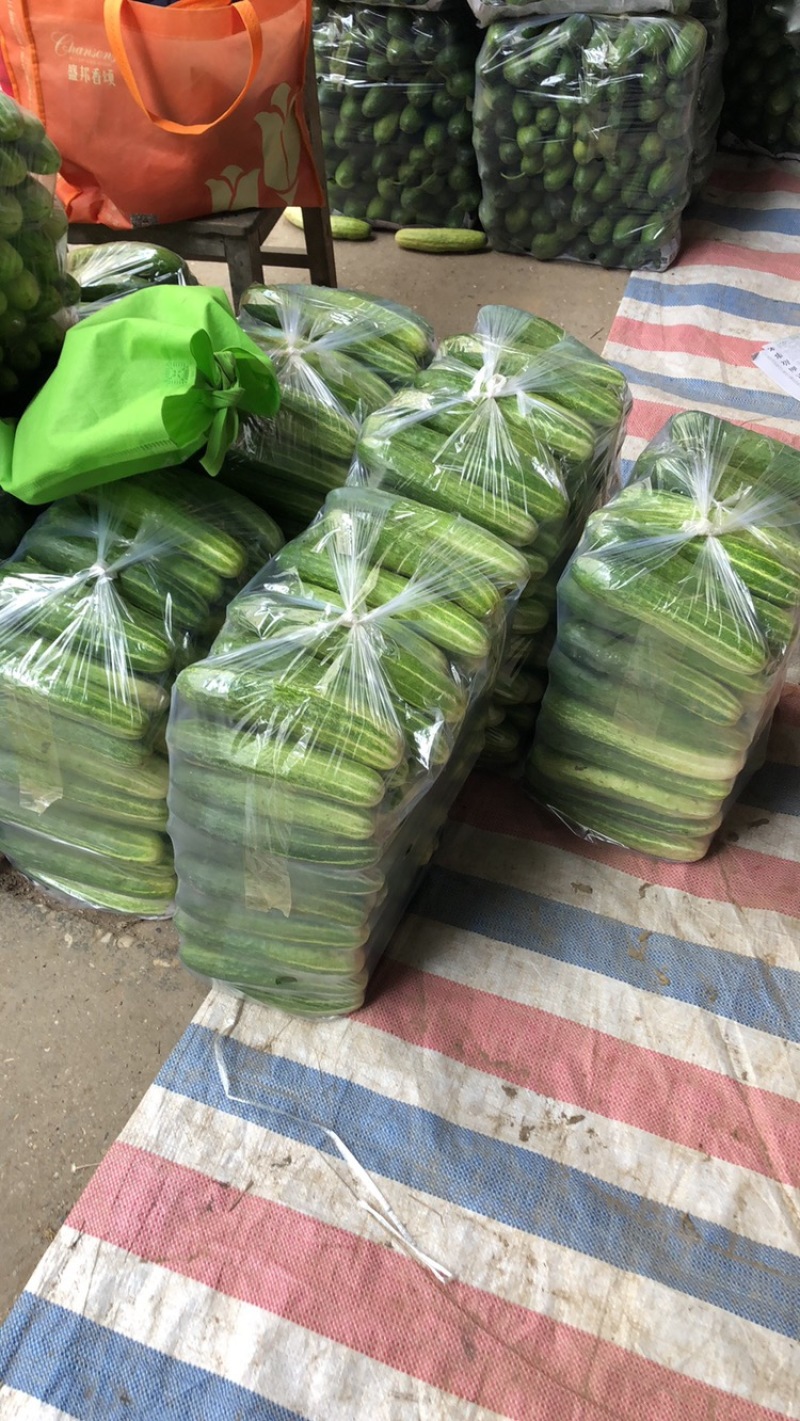 燕白黄瓜大量上市，欢迎老板来采购