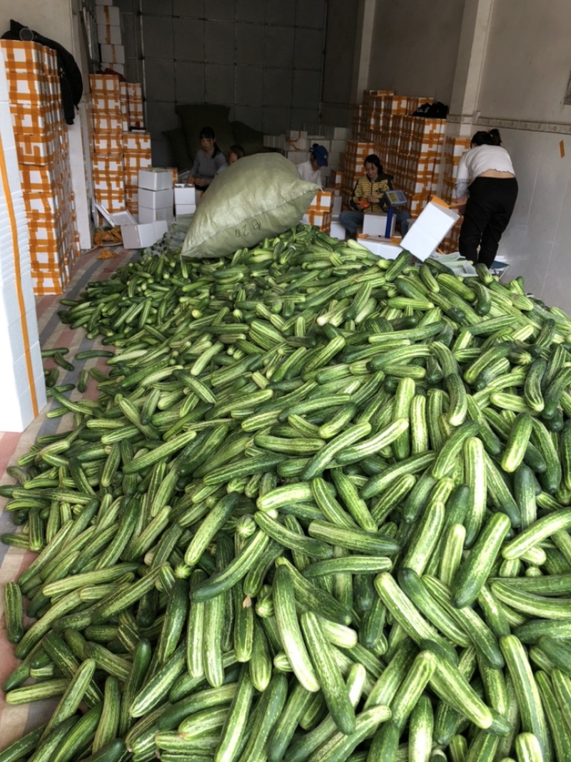 燕白黄瓜大量上市，欢迎老板来采购