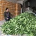燕白黄瓜大量上市，欢迎老板来采购