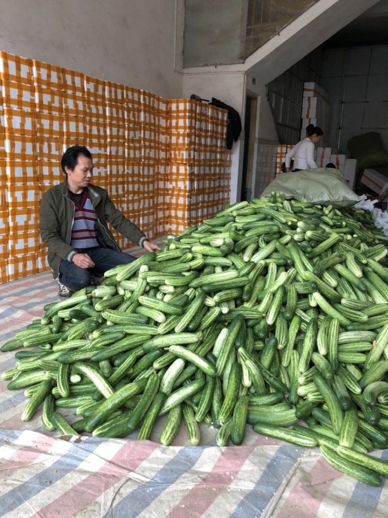 燕白黄瓜大量上市，欢迎老板来采购