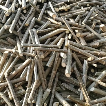 3412无絮杨树扦插段0.2元一节包邮到家，需要请联系