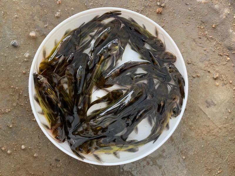 黄骨鱼苗，2至6公分，量大从优，全雄，统货，任君选择。