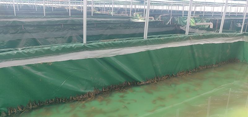 水蛭苗(蚂蝗)水蛭种幼苗实力养殖基地技术指导