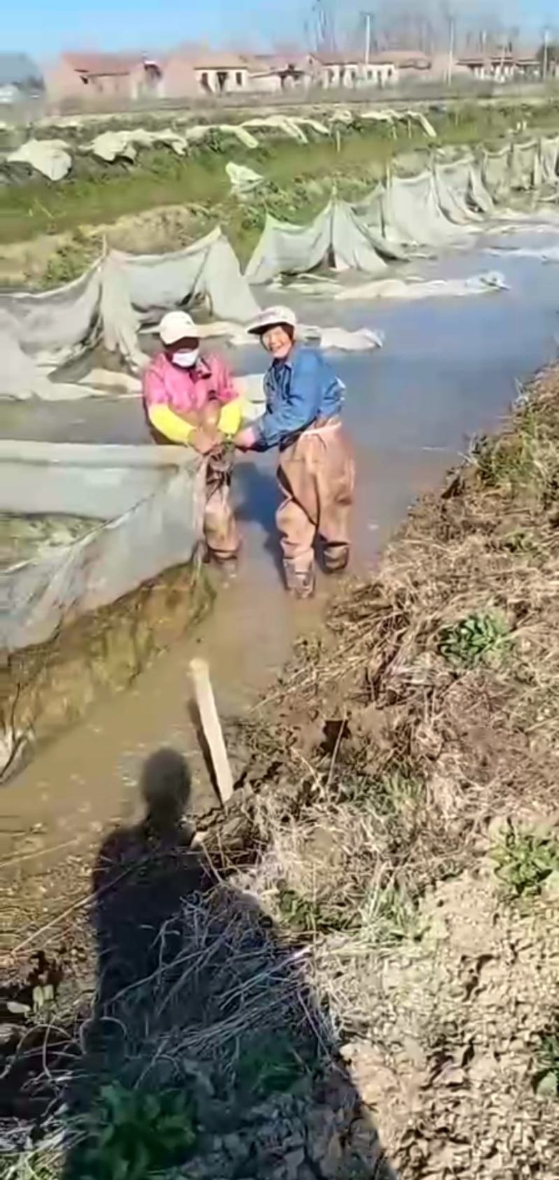 江苏水蛭苗蚂蝗水蛭幼苗技术签包回收合同一条龙服务水蛭养殖