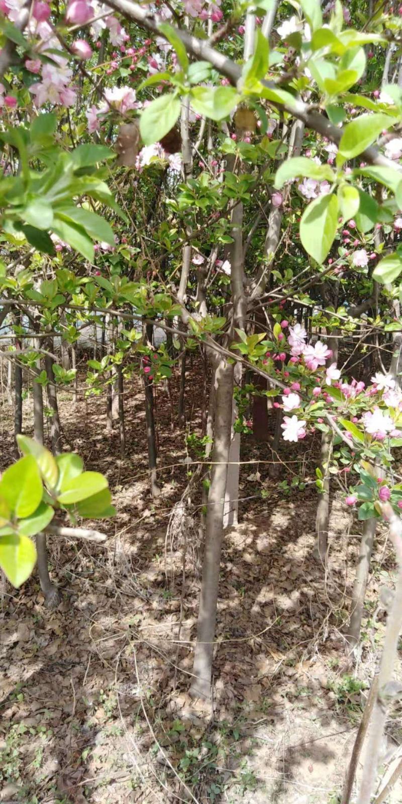 优质西府海棠大量现货供应，质量保证