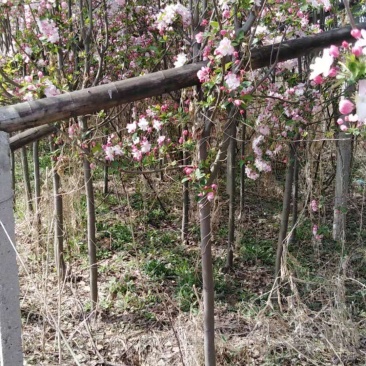 优质西府海棠大量现货供应，质量保证