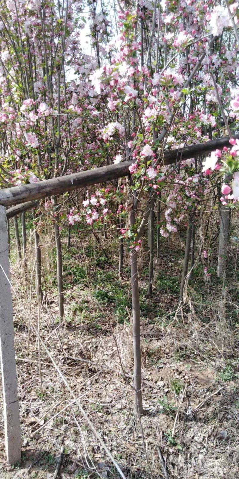 优质西府海棠大量现货供应，质量保证