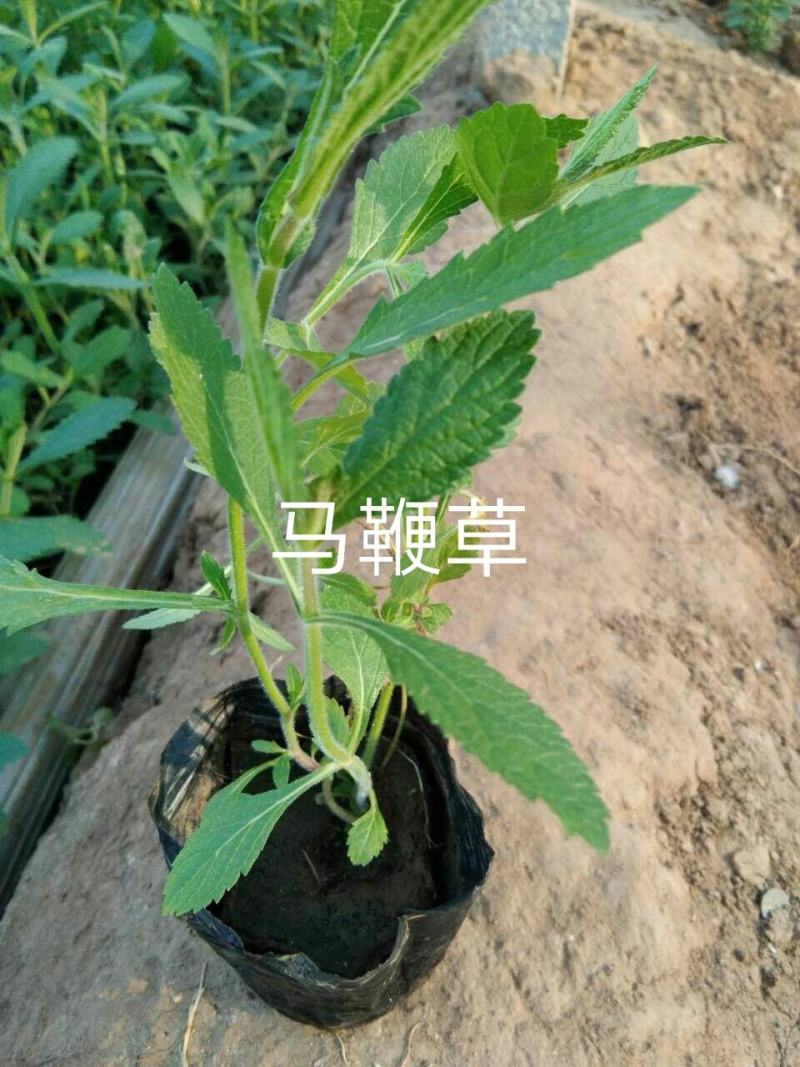 马鞭草马鞭草马鞭草