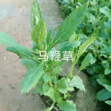 马鞭草马鞭草马鞭草