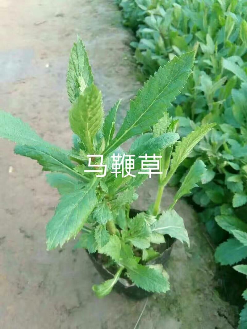 马鞭草马鞭草马鞭草