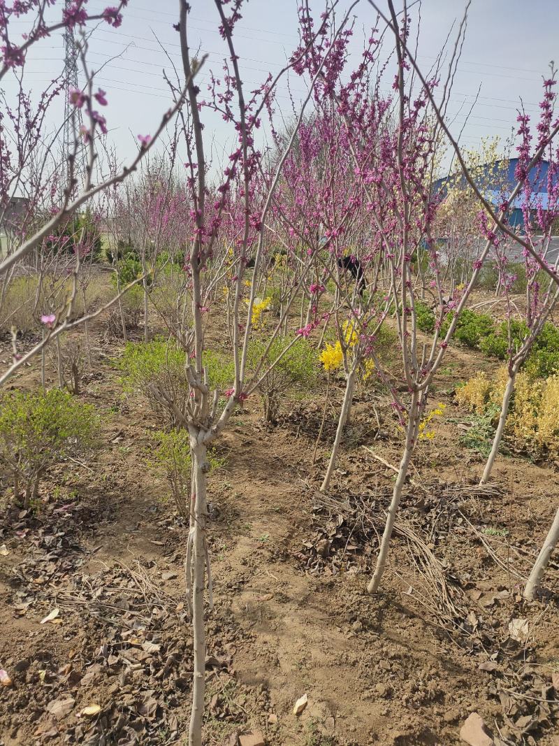 优质紫荆树，基地大量现货，各种规格，物美价廉