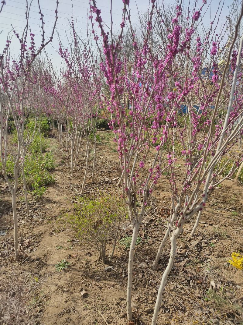 优质紫荆树，基地大量现货，各种规格，物美价廉