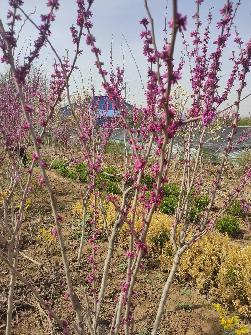 优质紫荆树，基地大量现货，各种规格，物美价廉