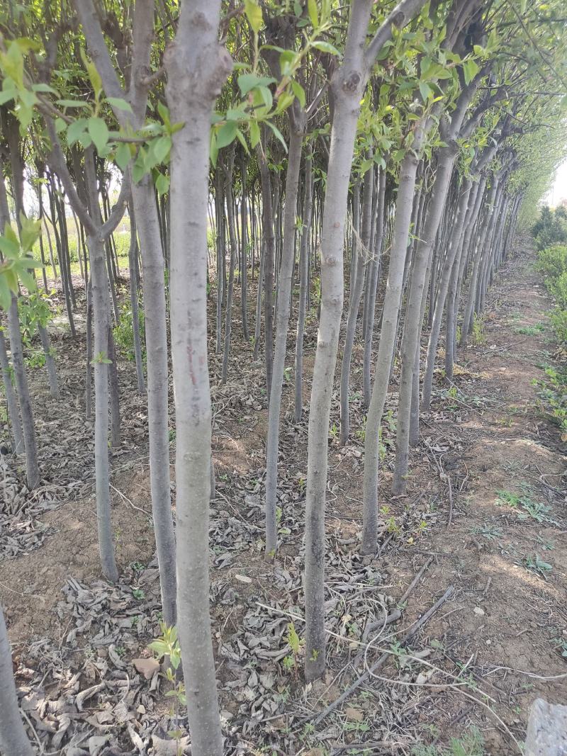 优质紫荆树，基地大量现货，各种规格，物美价廉
